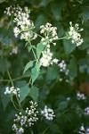 File:<b>Chromolaena</b> odorata 1.jpg