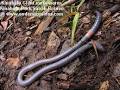 Kinabalu National Park Giant Red Leech and the Endemic Ecology