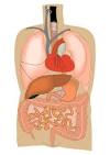 Image internal organs - Img 10692