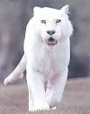 White tiger