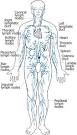 The Lymphatic System