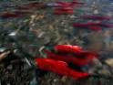 HowStuffWorks "What's the biggest threat to freshwater habitats?"