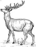 Deer coloring page