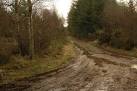 NH6856 : Track junction in Bog of Shannon Wood. near to Killen, Highland, - via Daymix