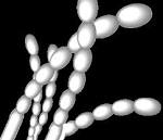 File:<b>Streptomyces</b> griseus.jpg