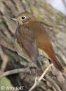 Hermit Thrush - South Dakota Birds and Birding