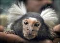 Marmoset Monkey
