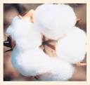 Business Line : Industry &amp; Economy / Agri-biz : Bollgard II cotton ...