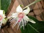 Samydaceae <b>Ryania</b> speciosa