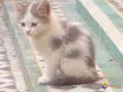 Photo : petit chat - Animaux domestiques