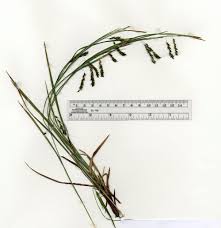 Image result for Carex oblita