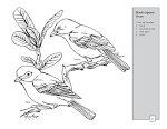 Texas Birds