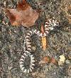 Milk snake - Wikipedia, the free encyclopedia