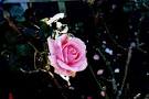 Lovely Lady Rose Flower Essence - free on-line healing for ...