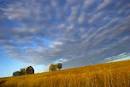 Picture of Farm building with prairie in the foreground, Midwest ...