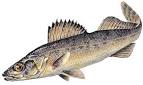 File:Blue walleye.jpg - Wikipedia, the free encyclopedia