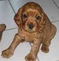 English Cocker Spaniel Photos Pictures English Cocker Spaniels