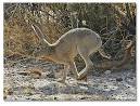 Jack Rabbits - DesertUSA