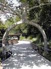 amazing tree