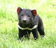  Tasmanian Devil Conservation Park