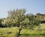 File:<b>Pyrus</b> amygdaliformis.jpg