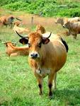 File:Ah, la vache ! (997887100).jpg - Wikimedia Commons