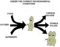 Lesson 4: Aerobic and Anaerobic Digestion