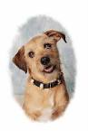 Knorke (Jack Russell Terrier, Unbekannt) | Mischling - Mix