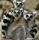 Compsci 4: Ring-tailed lemur