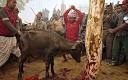 MYSTAGOGY: Hindu Absurdity of the Week: Biggest Animal Slaughter ...