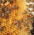 stock.xchng - Bee Keeping 11 (stock photo by NoShoes)