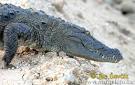 Crocodylus palustris Pictures, Crocodylus palustris Photos ...