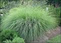 G6661 Ornamental Grasses | University of Missouri Extension