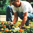 Gardener | garden trees landscape