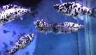 Buy Mollies Online - Direct Tropicals