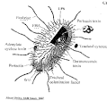 Diary of a medical scientist, owltian-mia: Bordetella pertussis The...