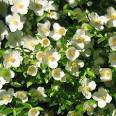 Idaho State Flower: <b>Syringa</b>