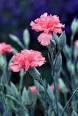 Dianthus caryophyllus