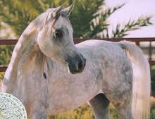 مواصفات الخيول العربية الاصيلة
