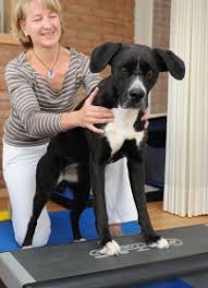 rehadogs - Hundephysiotherapie Nicole Evelt, Rheine (Nordrhein ...