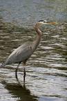 Great Blue Heron Photos