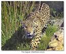 Jaguars