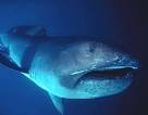 Megamouth_shark2.jpg