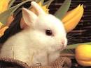very cute rabbit