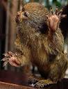 Pygmy Marmoset - The Smallest Monkey | Animal Pictures and Facts ...