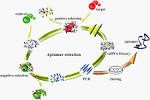 Network for Translational Research: Aptamers