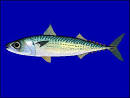 Blue Mackerel (Scomber australasicus)