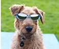 Movie Ratings for Firehouse Dog