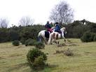The far horse appears to have a blue tail bandage on, which has slipped - via Daymix