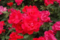 See full size image